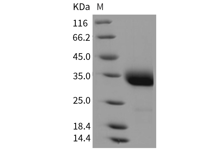 Валидация Elabscience PKSR030170(5535)