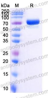 YHJ81003, SDS-PAGE