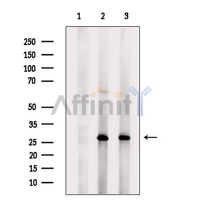 Валидация Affinity DF7061 - 18697