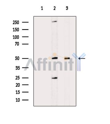 Валидация Affinity DF14338 - 10241