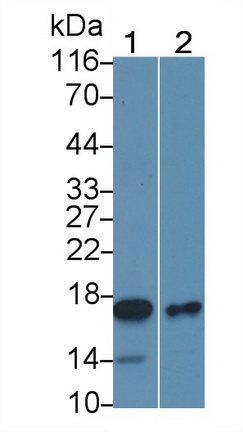 40276