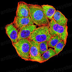 Валидация IF - AntibodySystem RHC34206