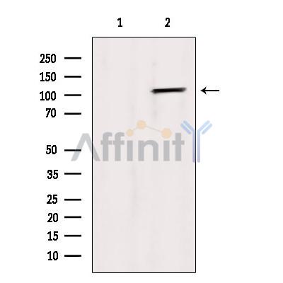 Валидация Affinity AF6043 - 3245