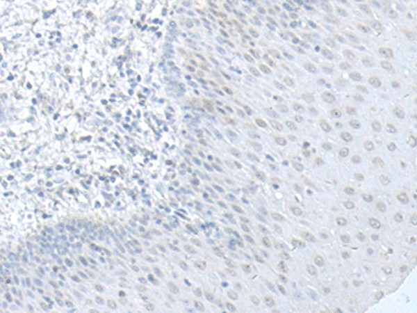 Валидация Elabscience E-AB-52679
