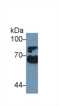 13704