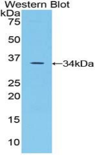 51453