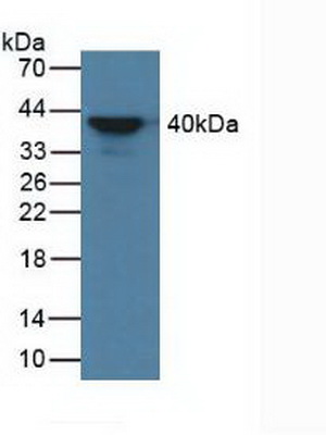 4453