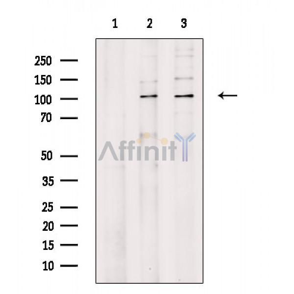 Валидация Affinity DF3639 - 14616