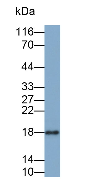 33454