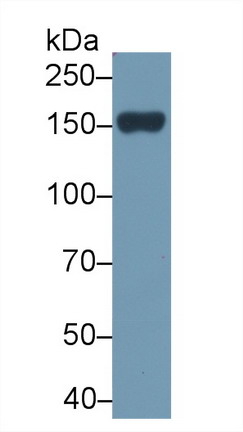 10047