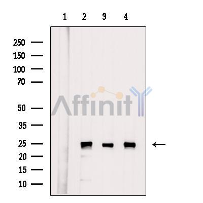 Валидация Affinity DF6972 - 18596