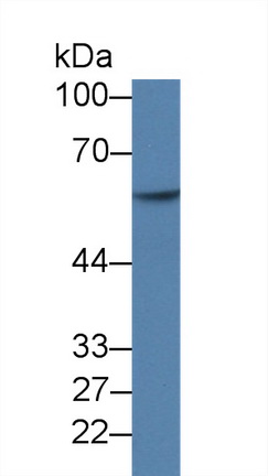 10072