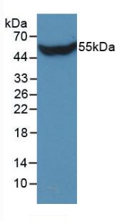 41182