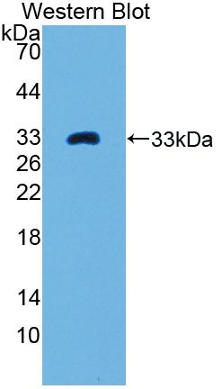 50048