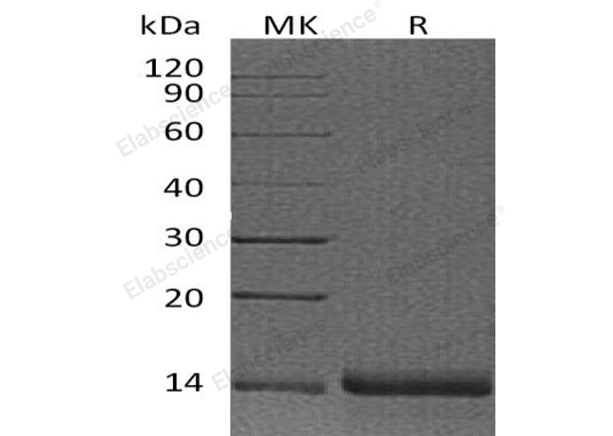 Валидация Elabscience PKSH032935(3330)