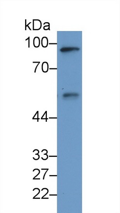 13270