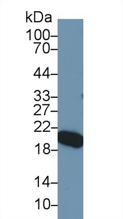 9163