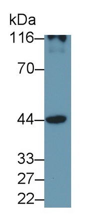 52745