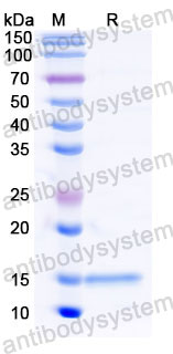 Валидация SDS-PAGE - AntibodySystem RHB42608