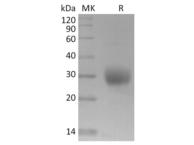 Валидация Elabscience PKSR030475(5779)
