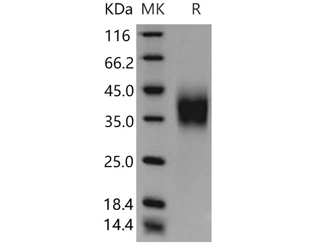 Валидация Elabscience PKSM040733(4707)