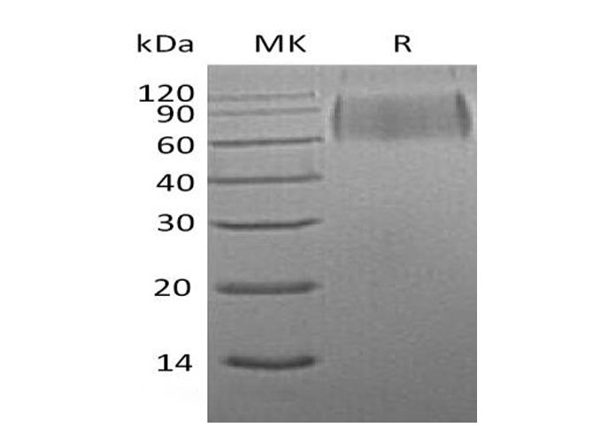 Валидация Elabscience PKSM041144(5056)