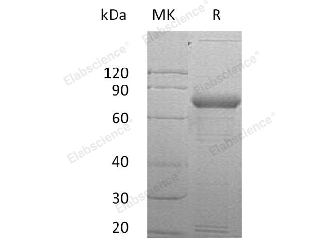 Валидация Elabscience PKSH030993(1806)