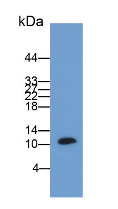 26227