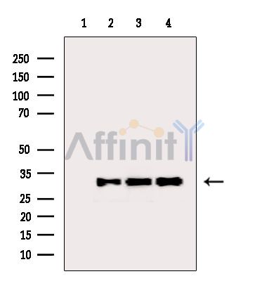 Валидация Affinity AF6354 - 3642