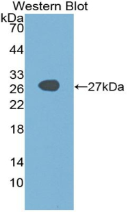 55780
