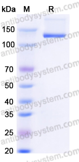 EHD16402, SDS-PAGE