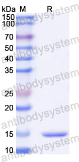 Валидация SDS-PAGE - AntibodySystem RHA72201