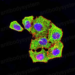 Валидация IF - AntibodySystem RHK34603