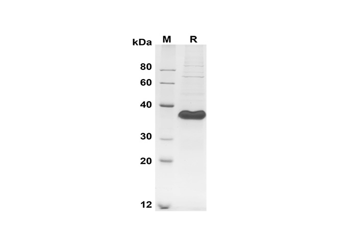 Валидация Elabscience PDMH100348(959)
