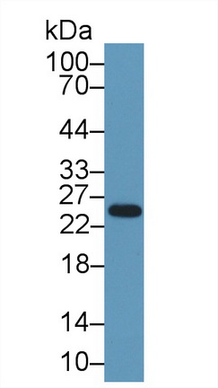 8633