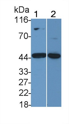 23359