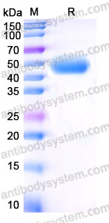 EHE59001, SDS-PAGE