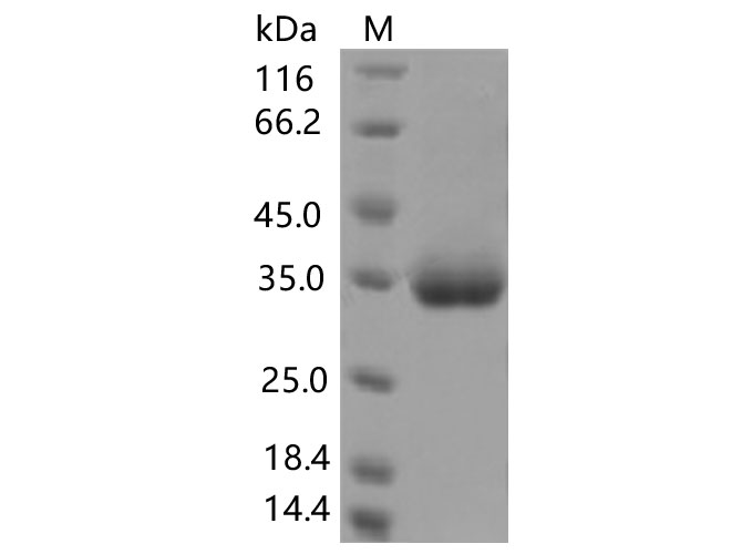Валидация Elabscience PKSV030429(6154)