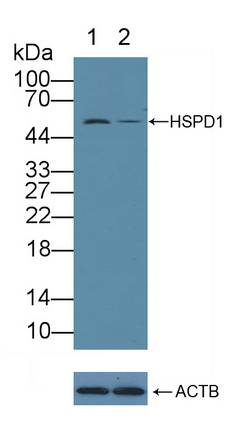 12115