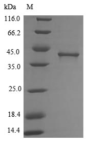SDS-PAGE