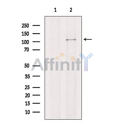 Валидация Affinity DF13454 - 8790