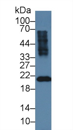 14204