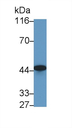 5727