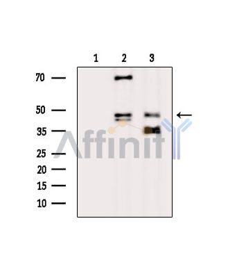 Валидация Affinity DF15194 - 11463