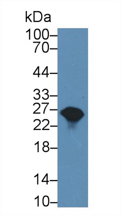 9707