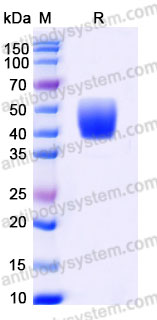 AHA30902, SDS-PAGE