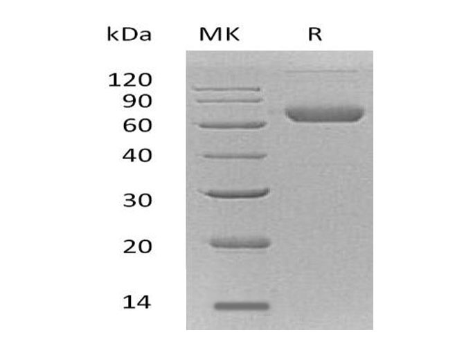 Валидация Elabscience PKSM041012(4946)
