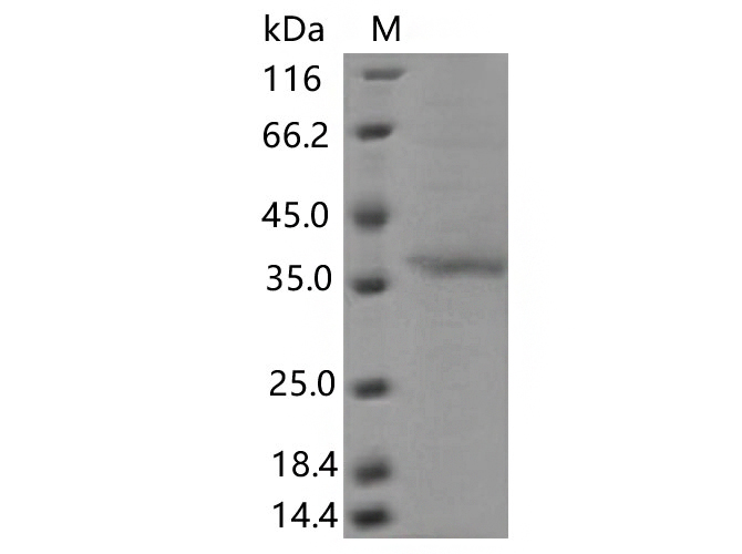 Валидация Elabscience PKSV030446(6170)