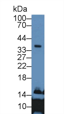 8997
