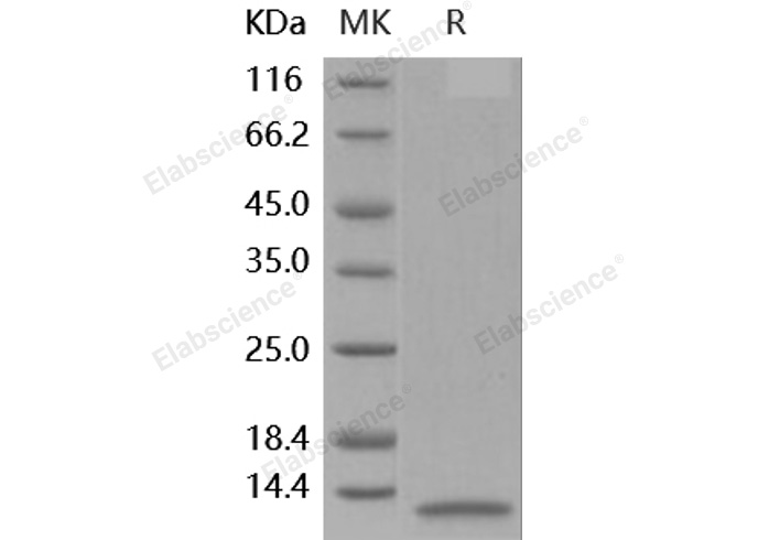 Валидация Elabscience PKSH030275(1223)